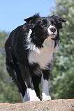 BORDER COLLIE 094